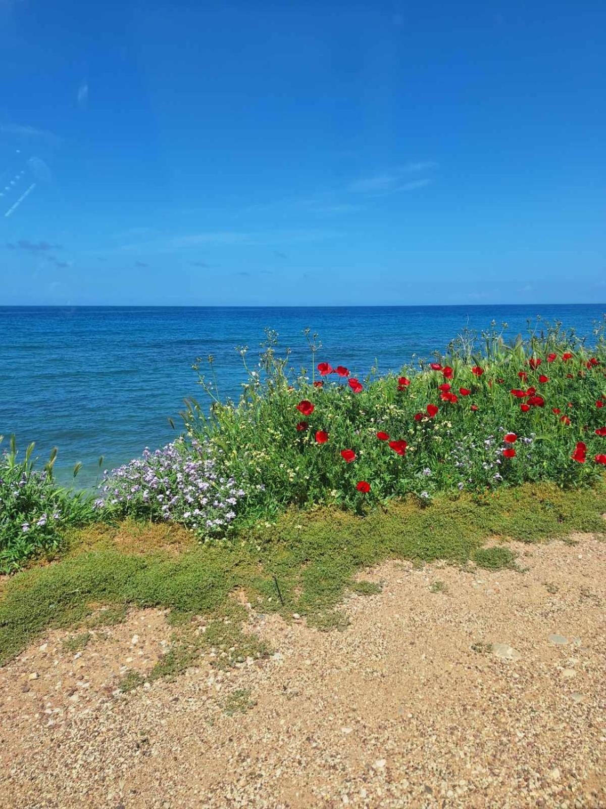 Ariadne * Kyparissia